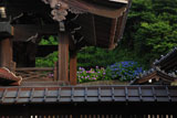 建長寺総門とあじさい