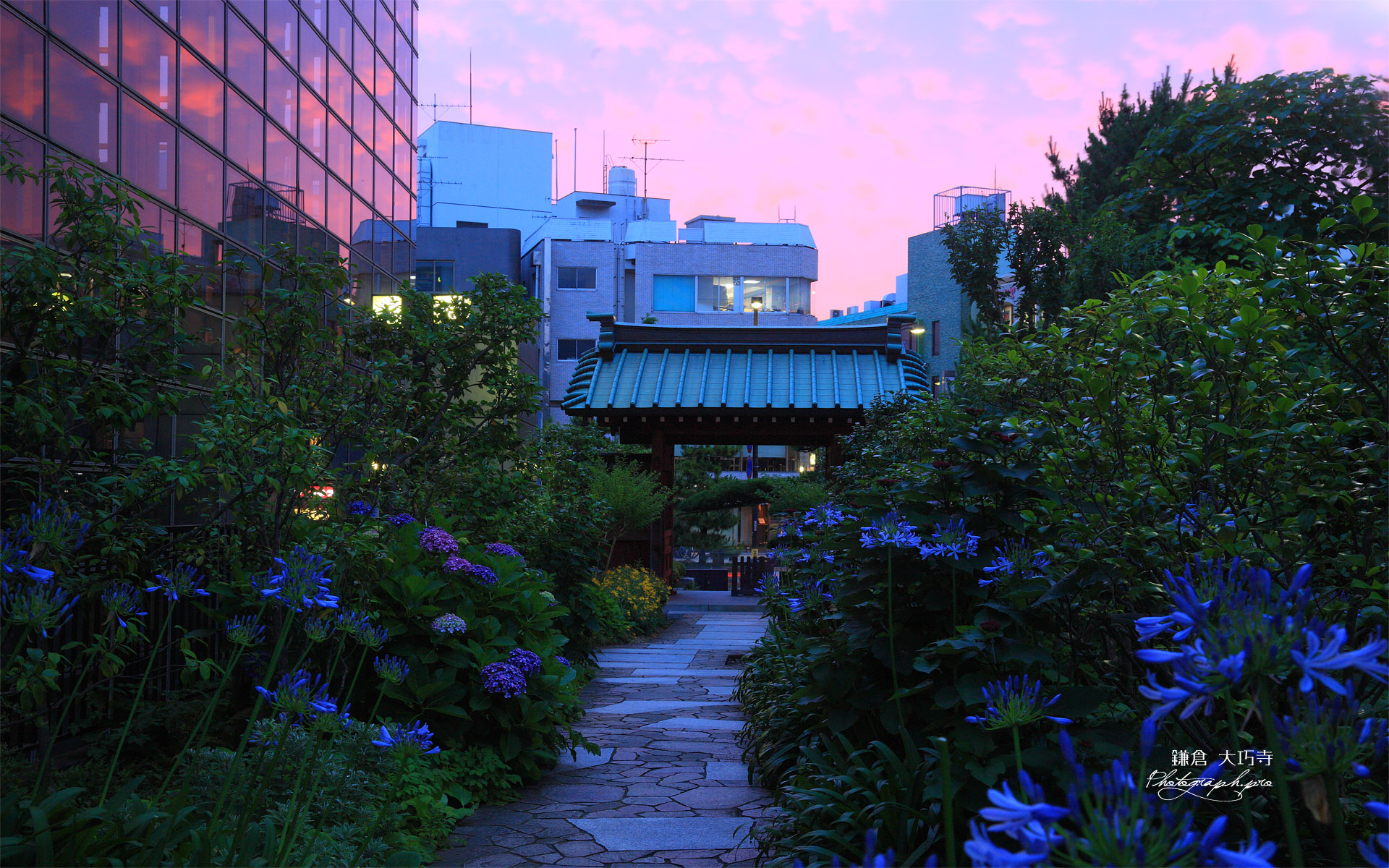 鎌倉大巧寺 アガパンサスと夕焼け