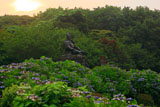源氏山公園 ガクアジサイと源頼朝像
