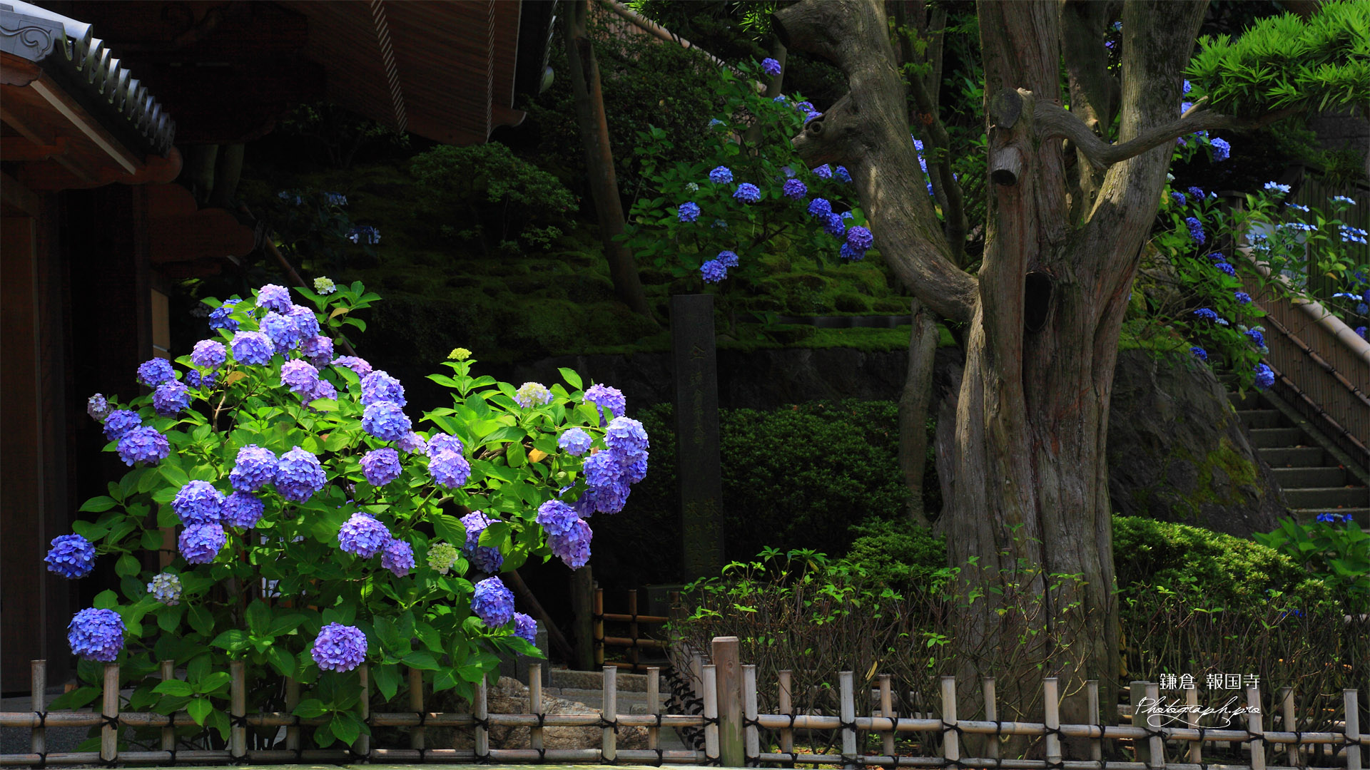 鎌倉報国寺 アジサイと山門