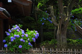 鎌倉報国寺 あじさいと山門