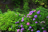 鎌倉十二所の紫陽花