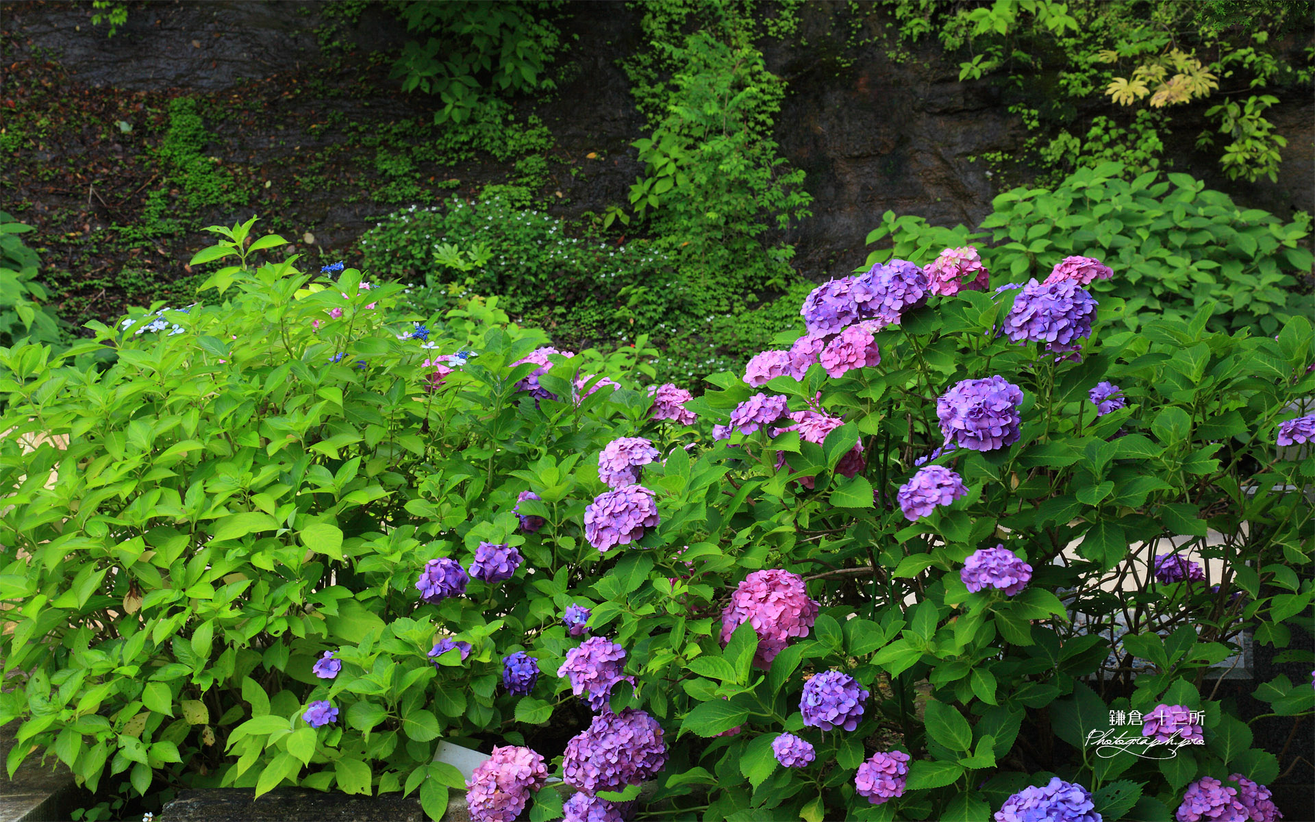 鎌倉十二所の紫陽花