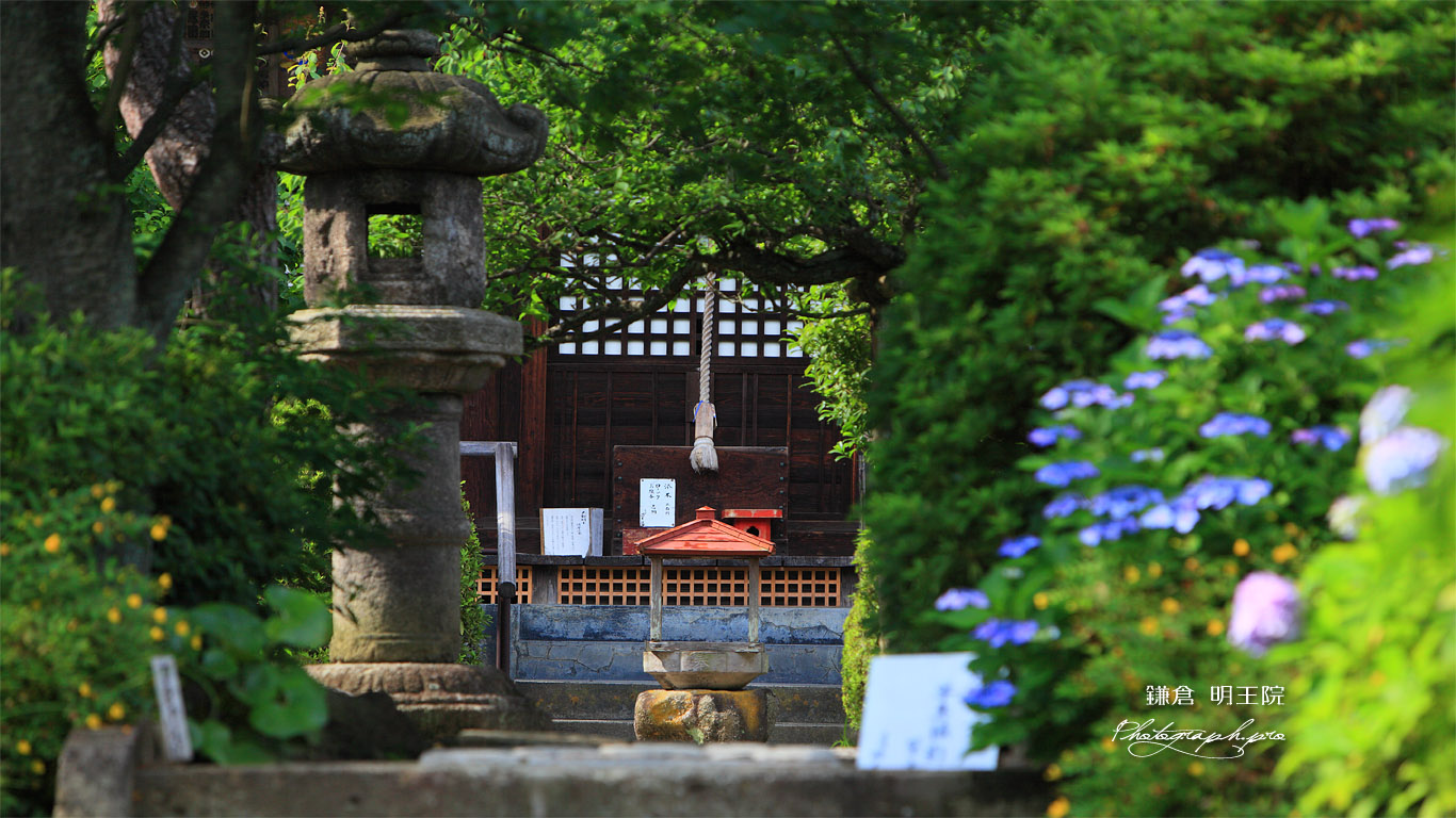 明王院 紫陽花と本堂 壁紙