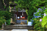 明王院 紫陽花と本堂