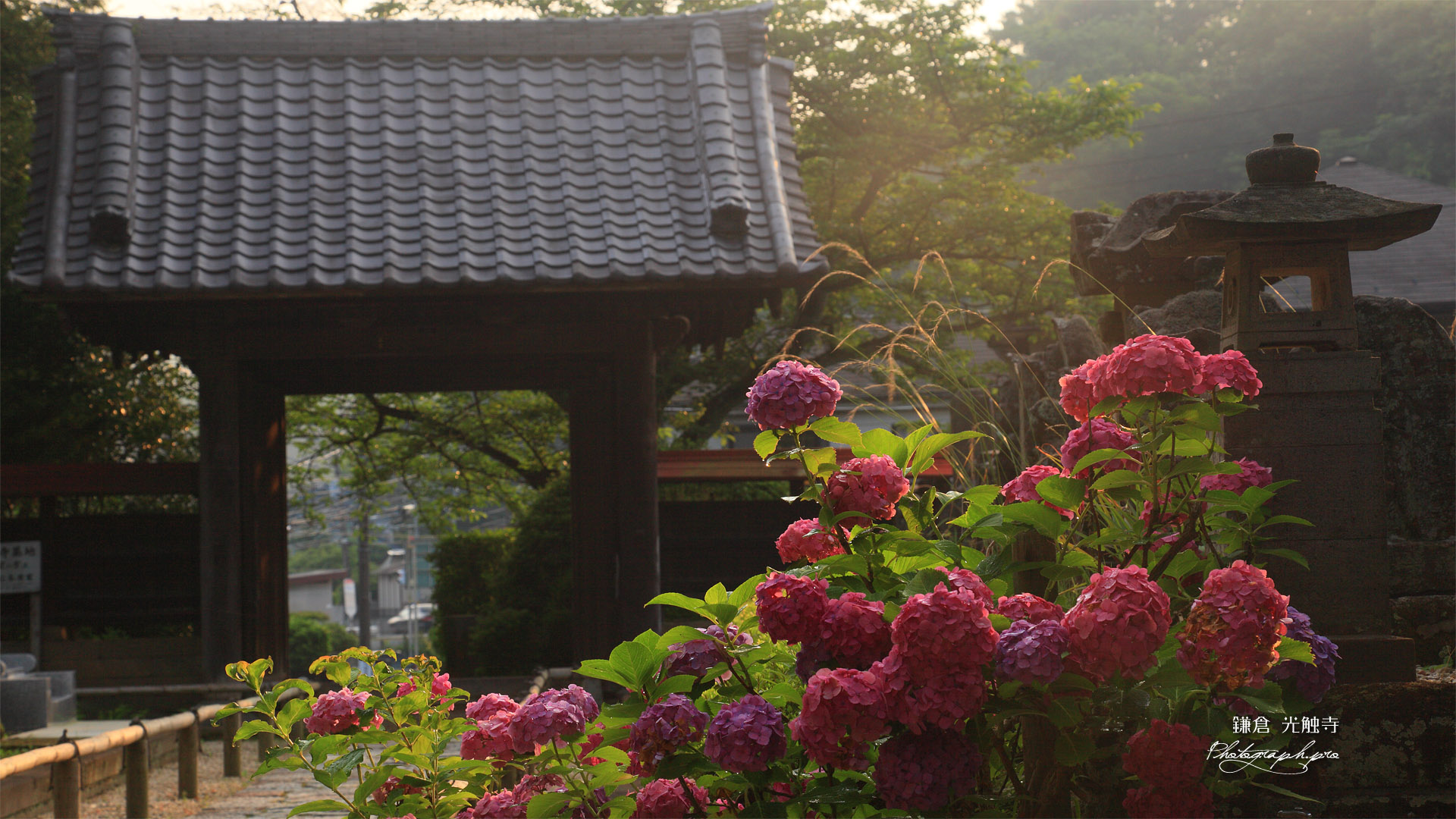 鎌倉光触寺 紫陽花と山門