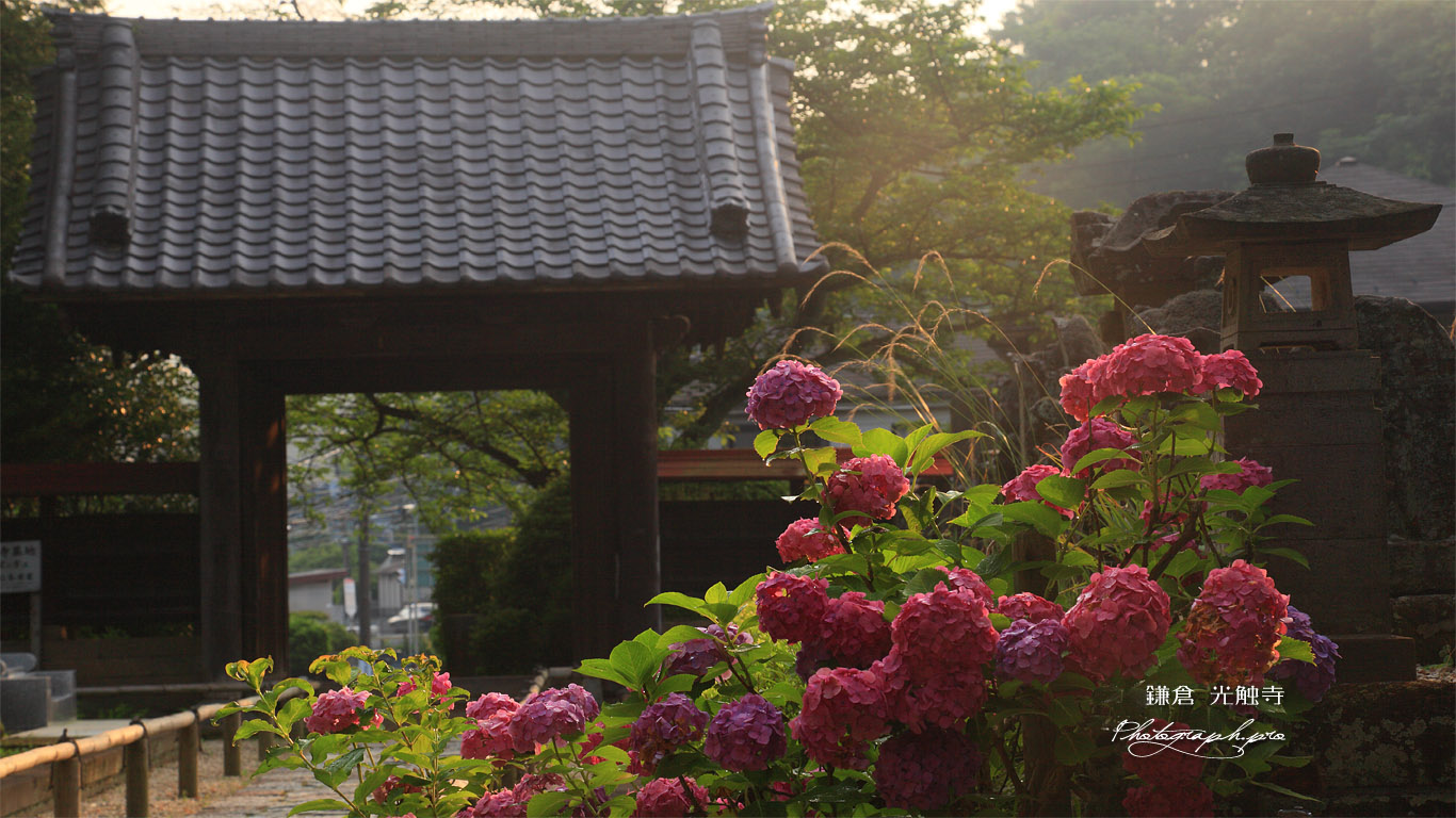 鎌倉光触寺 紫陽花と山門 壁紙