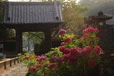 鎌倉光触寺 紫陽花と山門