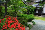 鎌倉浄光明寺 ツツジと庫裏