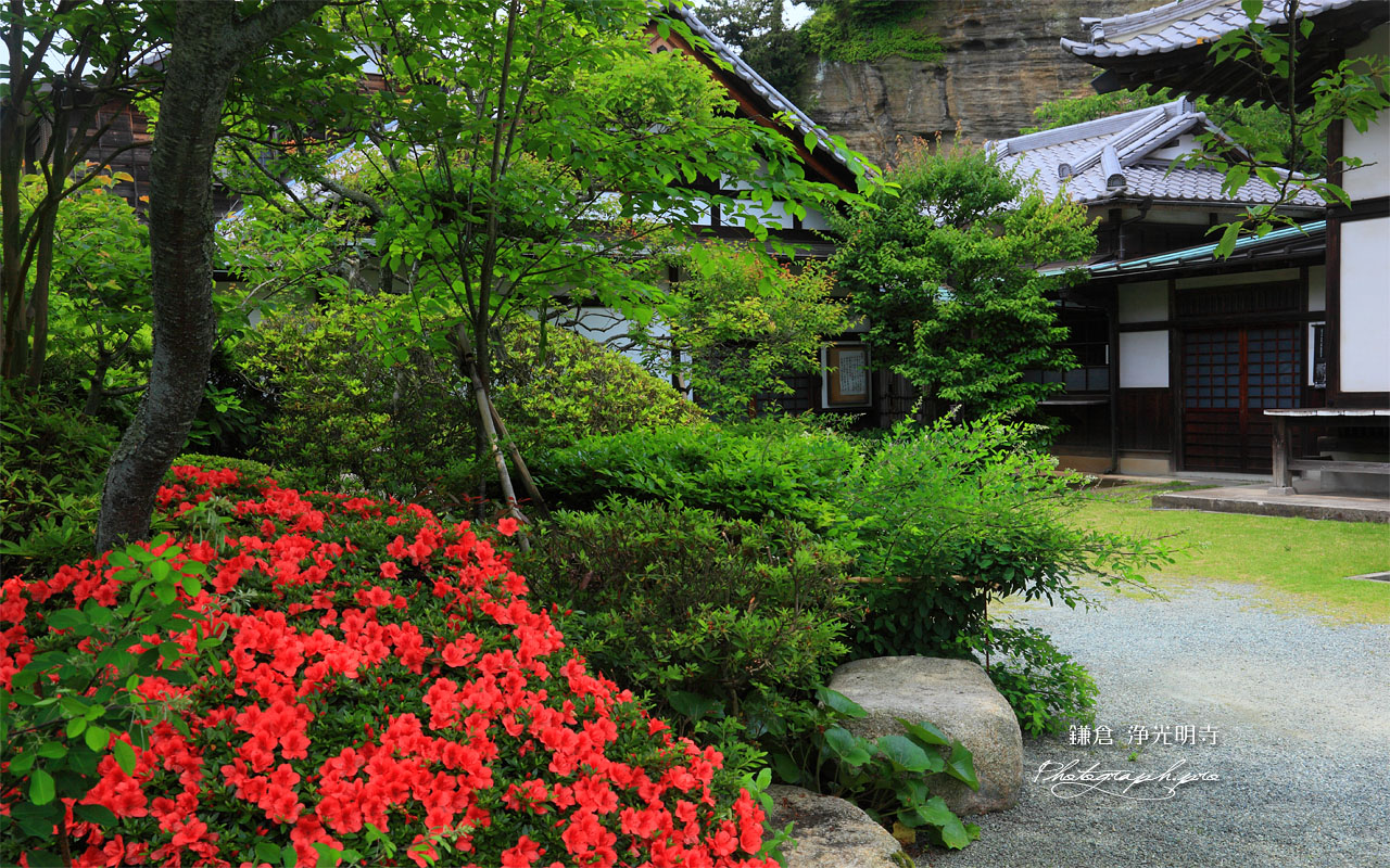 鎌倉浄光明寺 ツツジと庫裏 壁紙