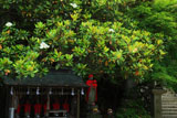 鎌倉長勝寺 タイサンボクと六地蔵