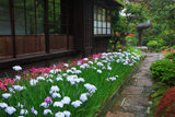 海蔵寺 ハナショウブ