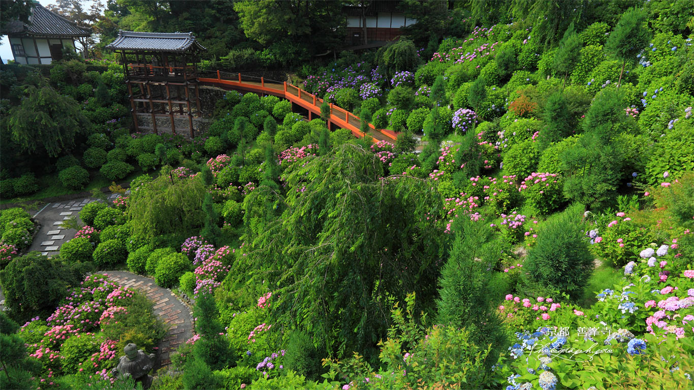 善峯寺あじさい苑 壁紙