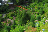 善峯寺あじさい苑