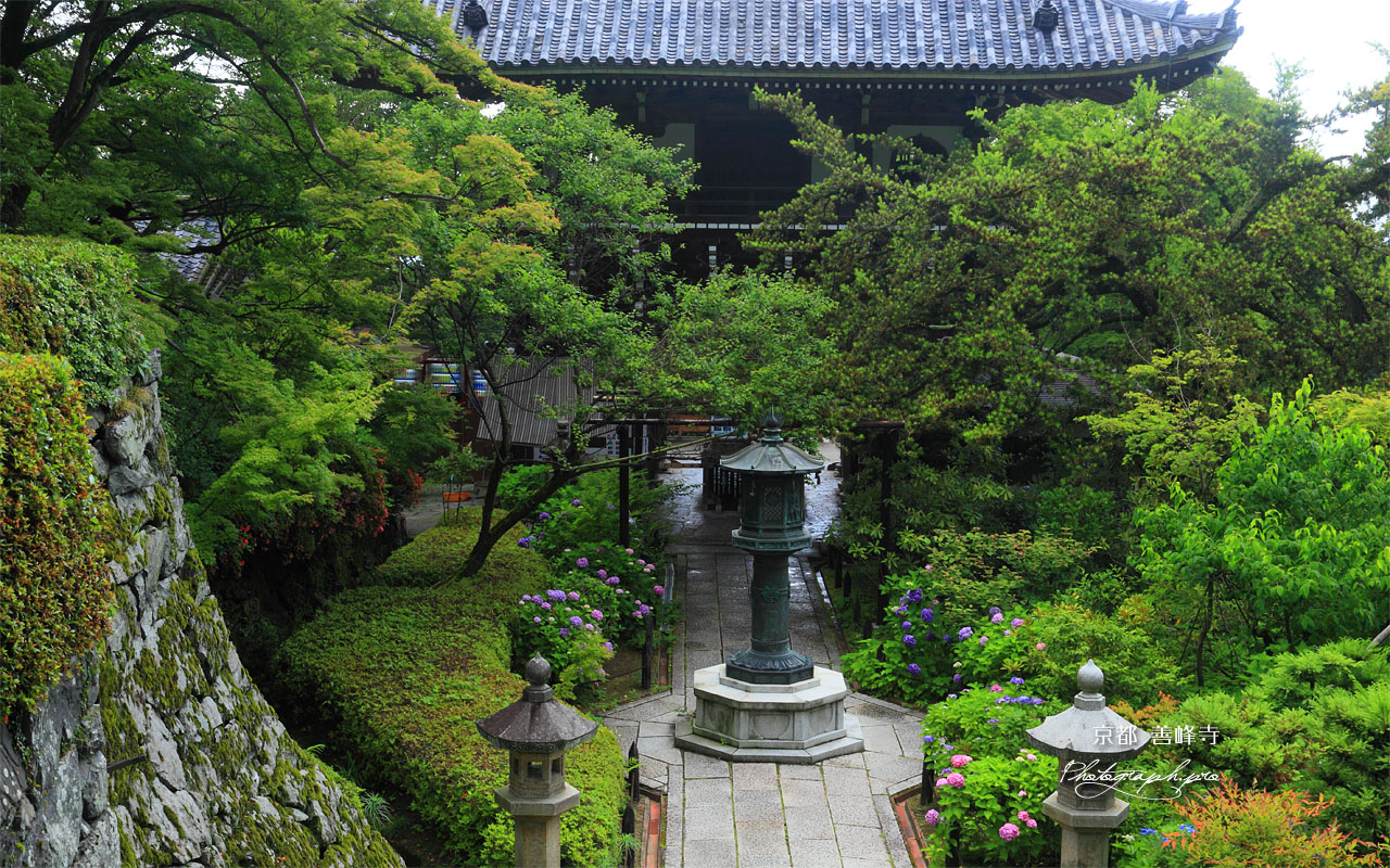 紫陽花咲く善峯寺山門 壁紙