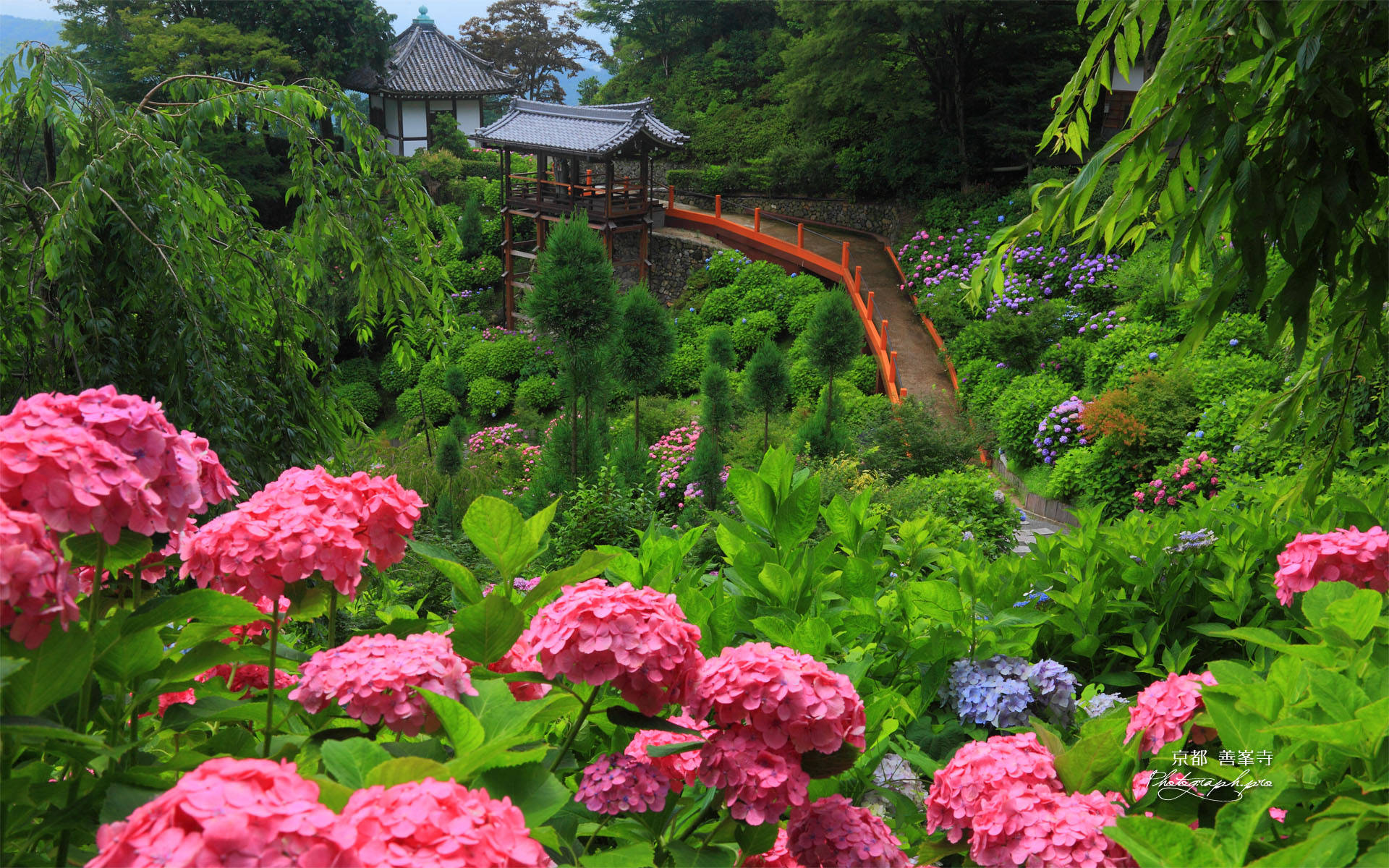 アジサイと善峯寺開山堂