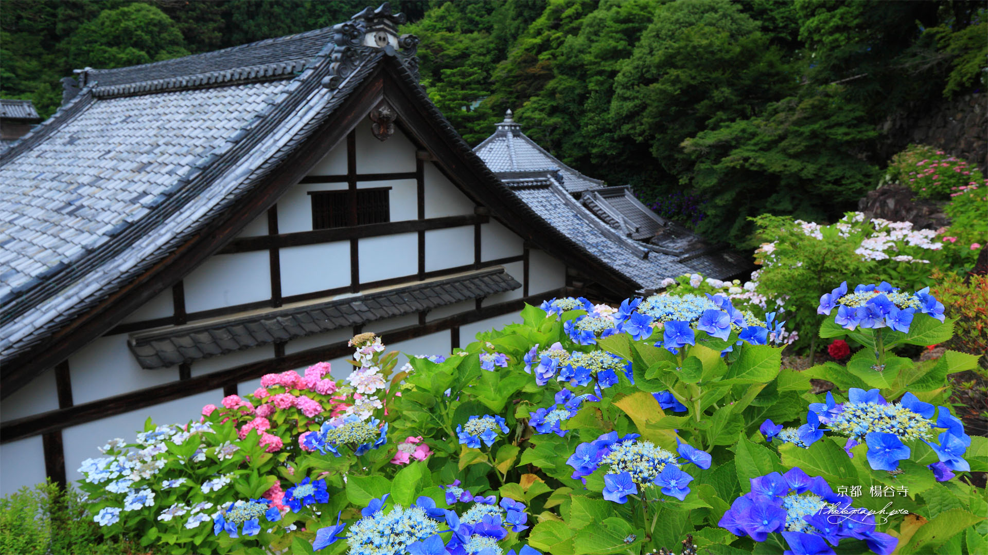 アジサイと楊谷寺堂宇