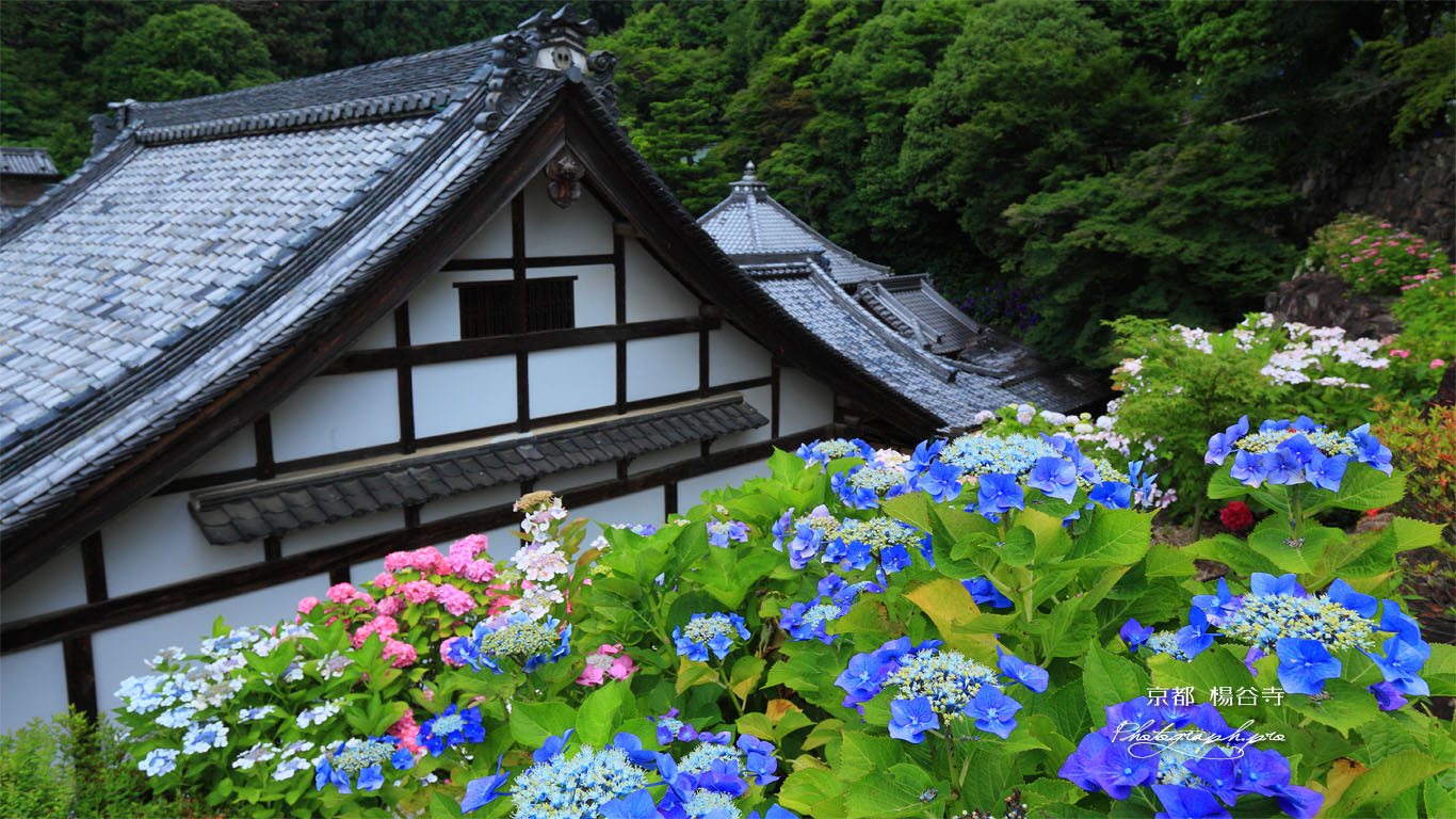 アジサイと楊谷寺堂宇 壁紙