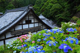 アジサイと楊谷寺堂宇