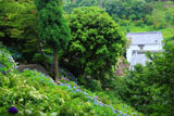楊谷寺のアジサイと寺寶庫