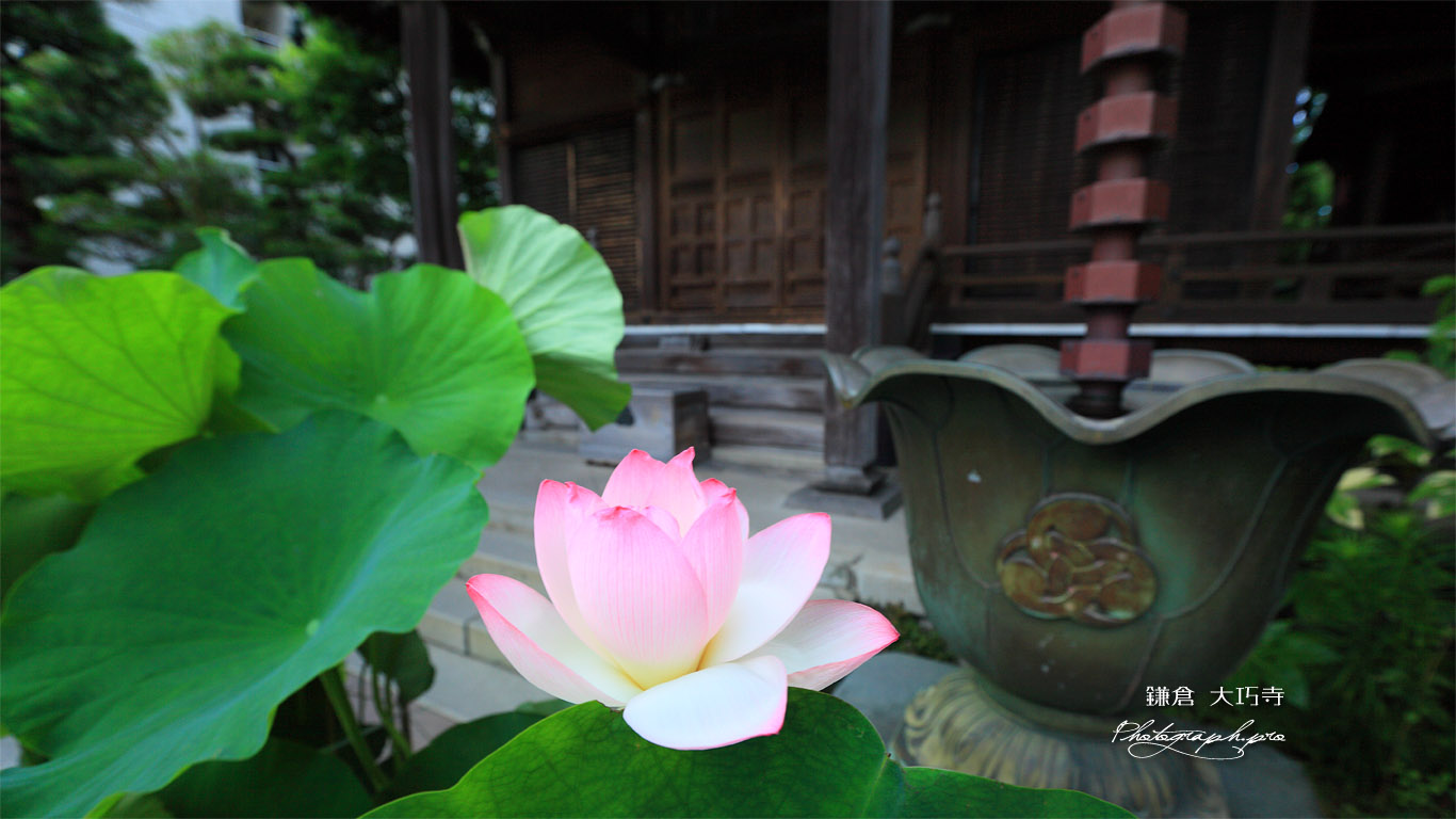 鎌倉大巧寺 ハスと本堂 壁紙