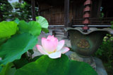 鎌倉大巧寺 ハスと本堂