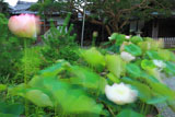 鎌倉本覚寺 ハスと庫裡