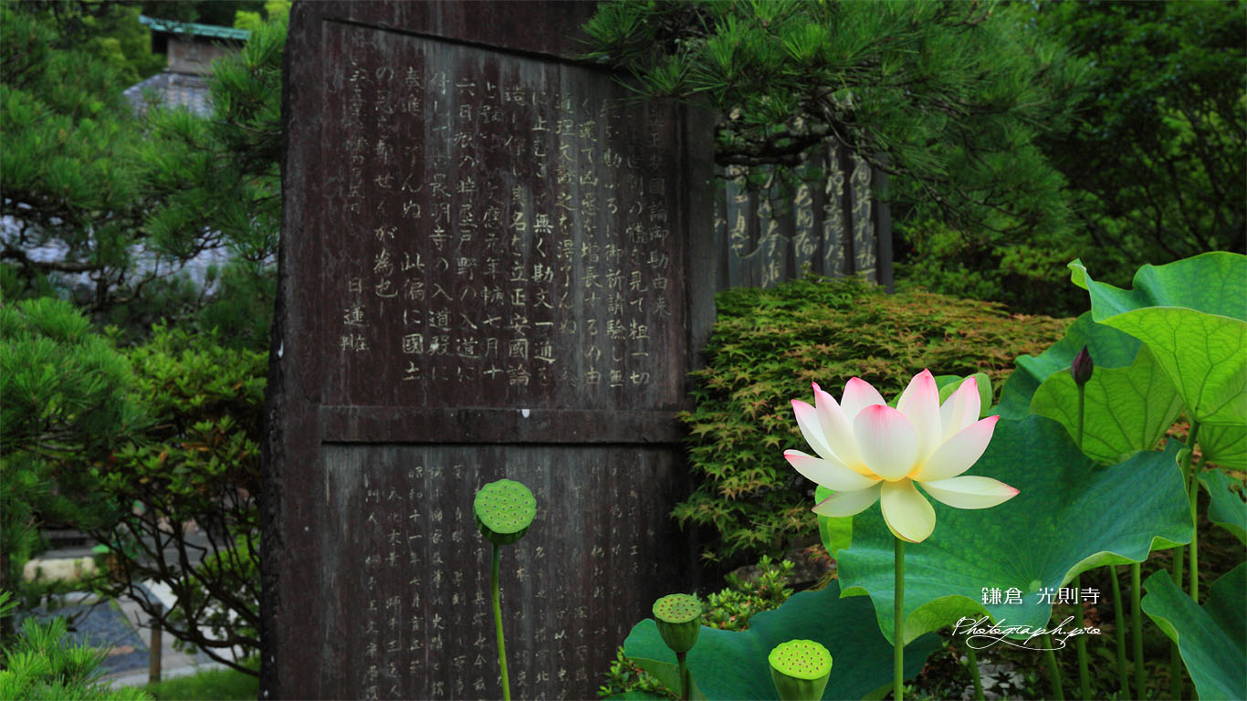 鎌倉光則寺のハスと立正安国論石碑 壁紙