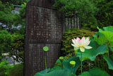 鎌倉光則寺のハスと立正安国論石碑