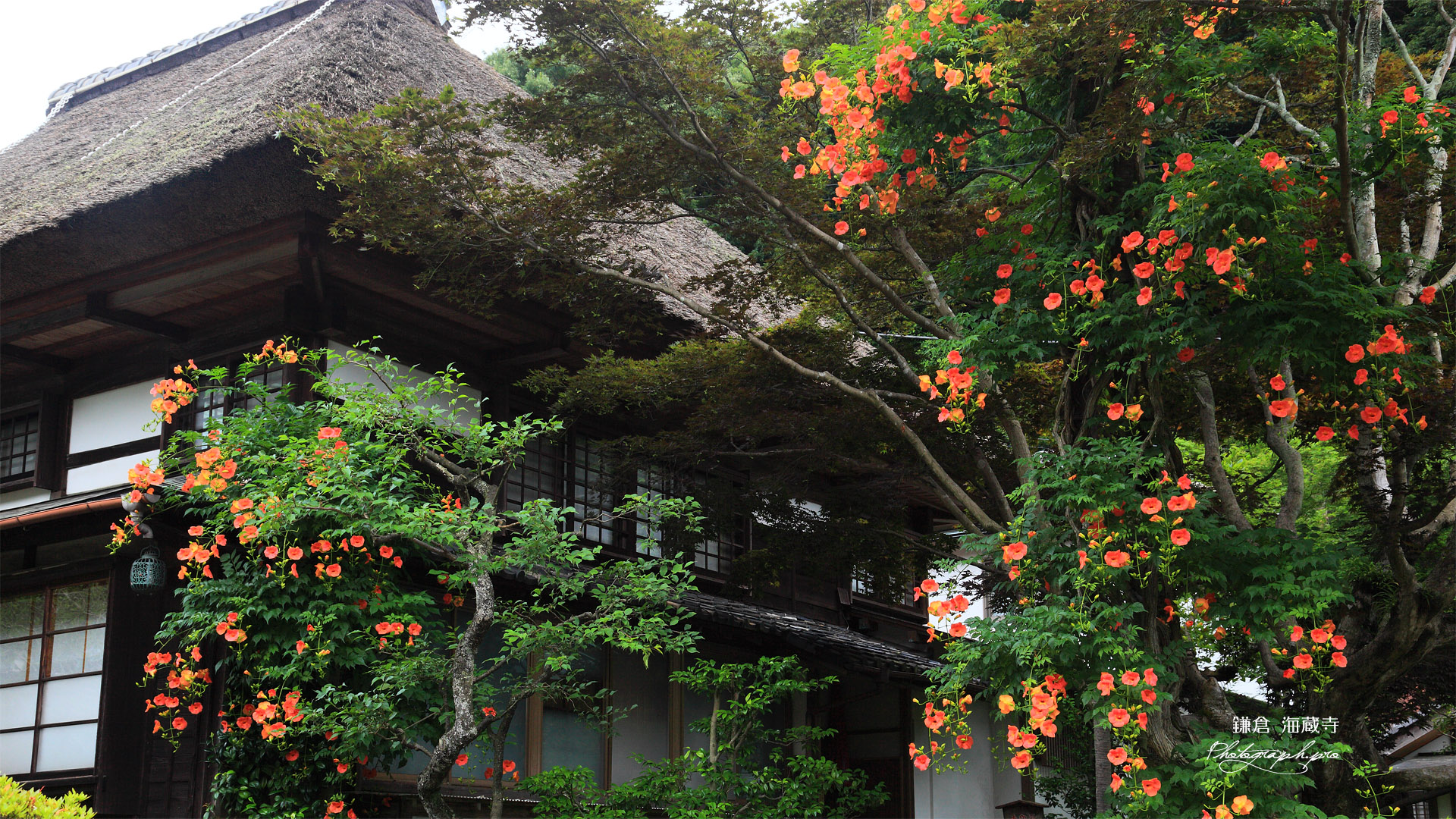 海蔵寺 ノウゼンカズラと庫裏
