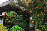 海蔵寺 ノウゼンカズラと庫裏