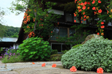 海蔵寺 落ち凌霄花