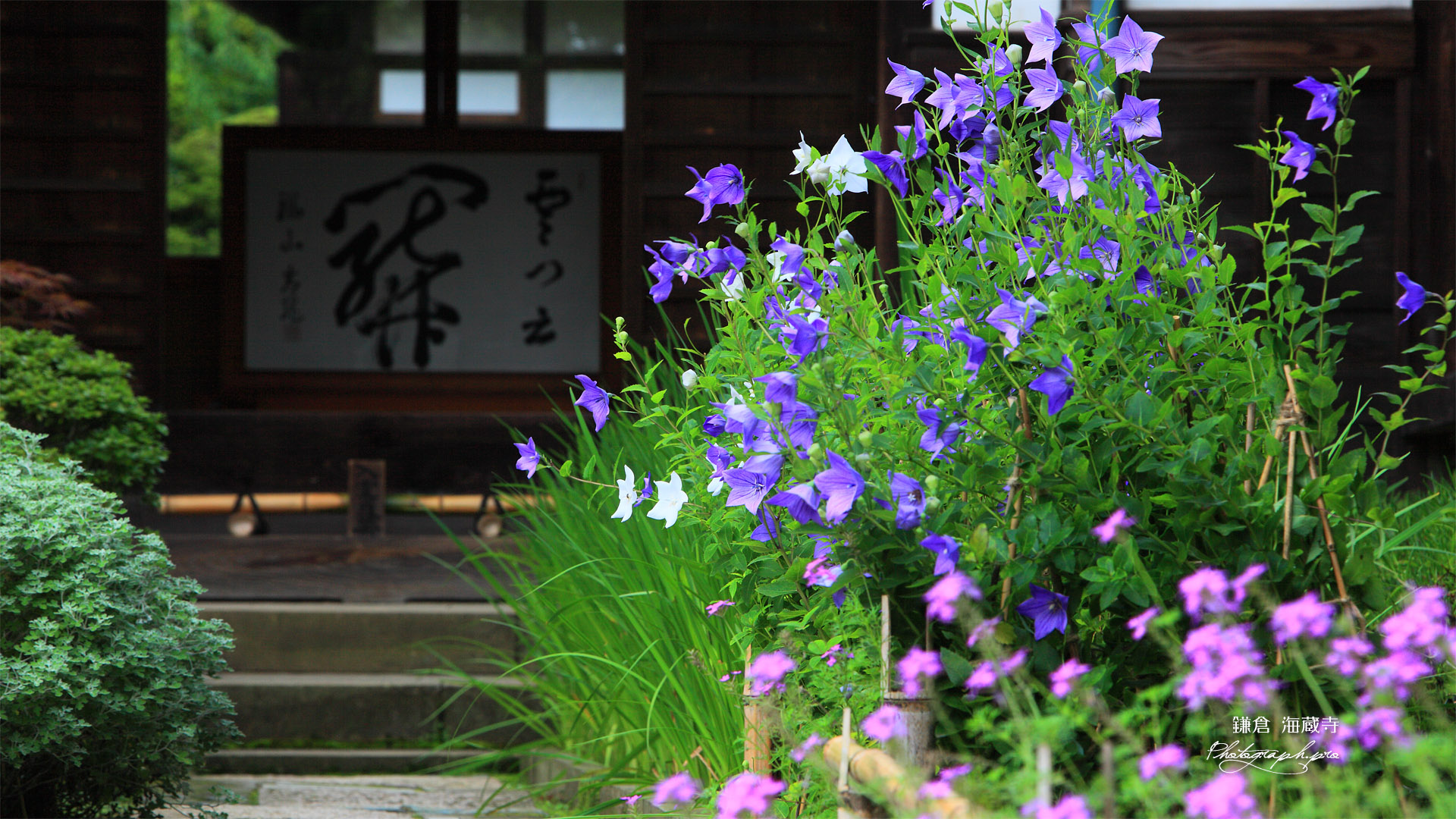 海蔵寺 キキョウ