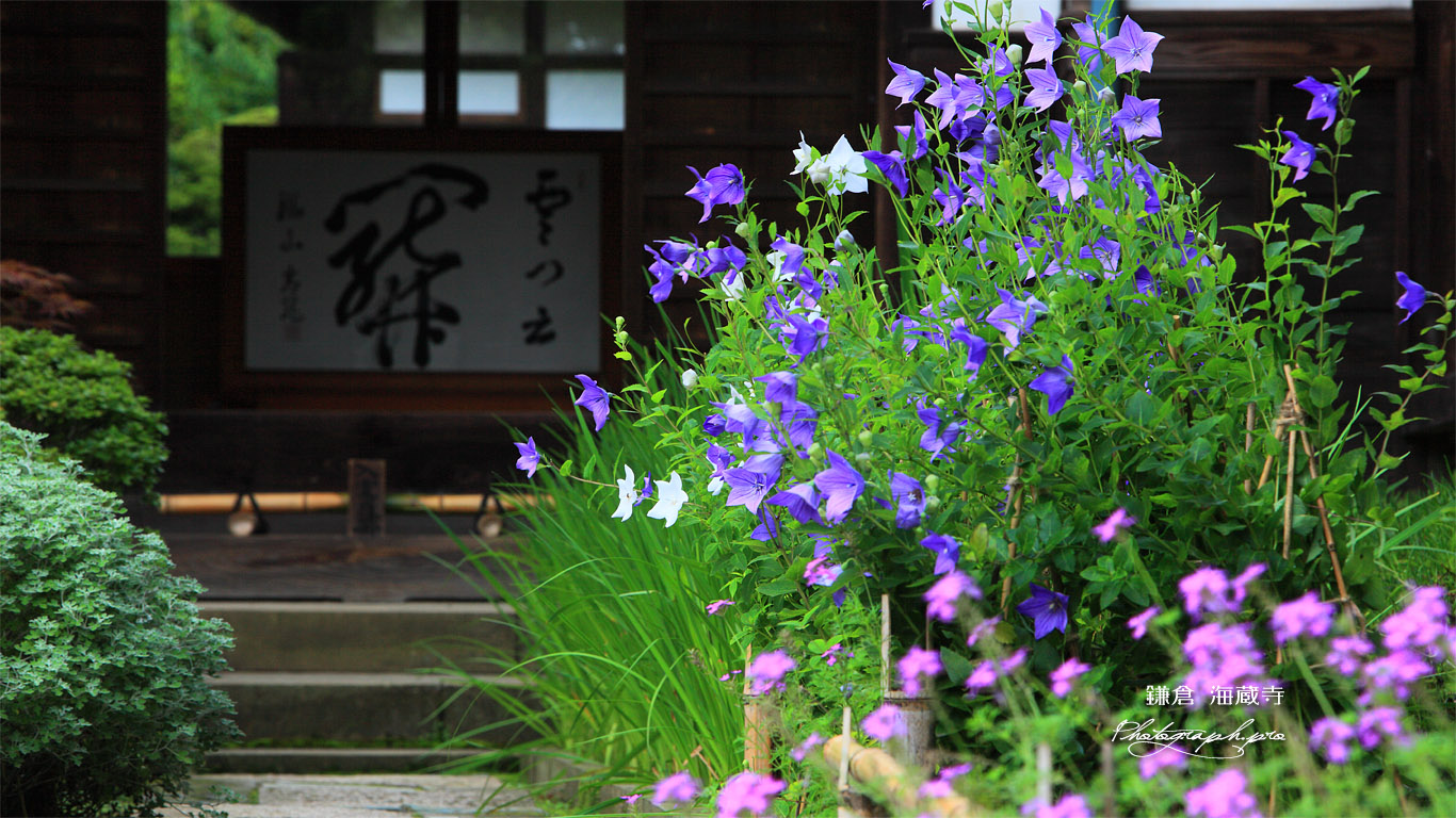 海蔵寺 キキョウ 壁紙