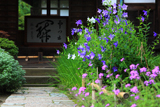 海蔵寺 キキョウ