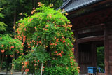 妙本寺 ノウゼンカズラと仁天門