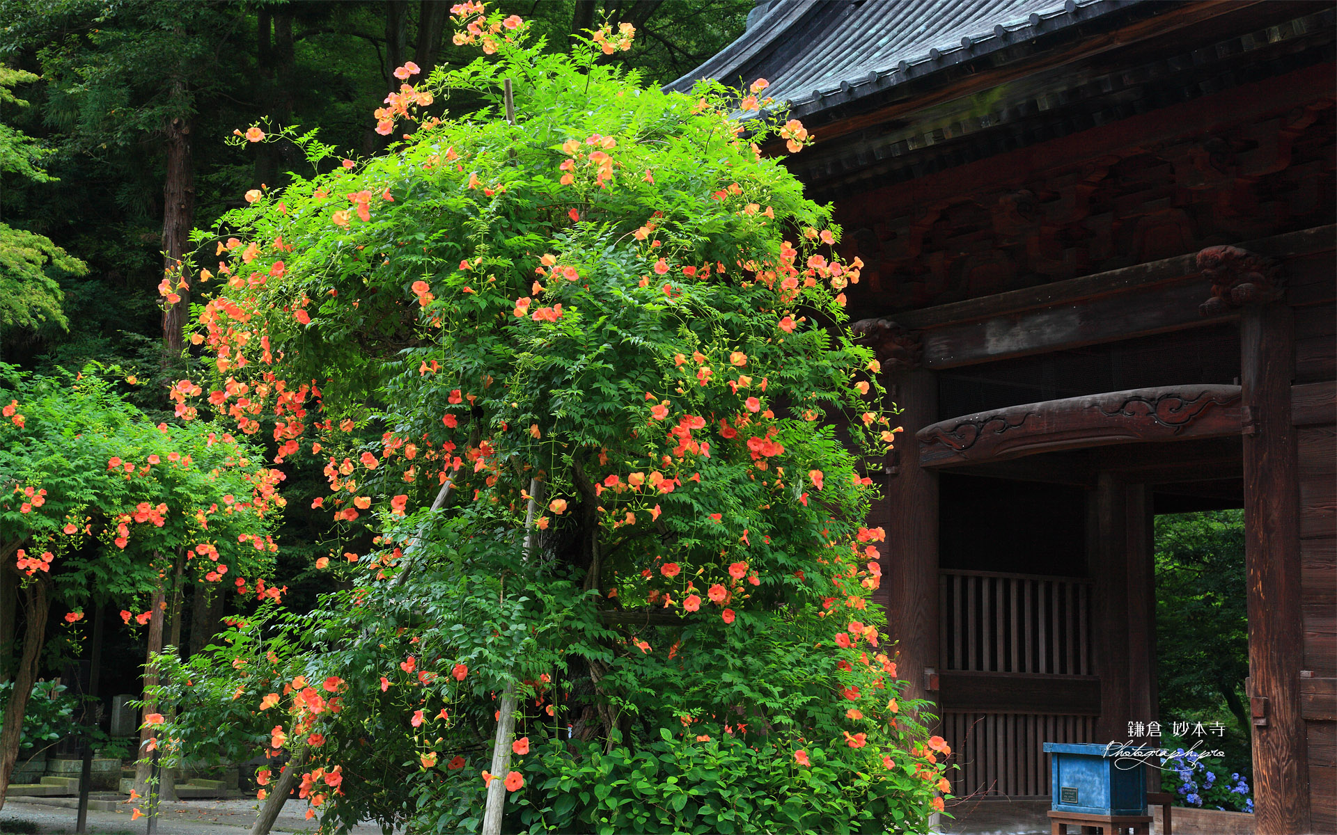 妙本寺 ノウゼンカズラと仁天門