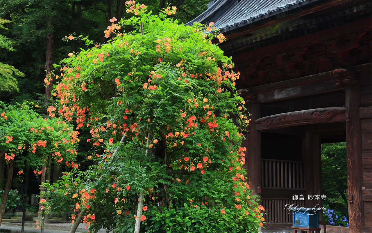 妙本寺 ノウゼンカズラと仁天門 壁紙