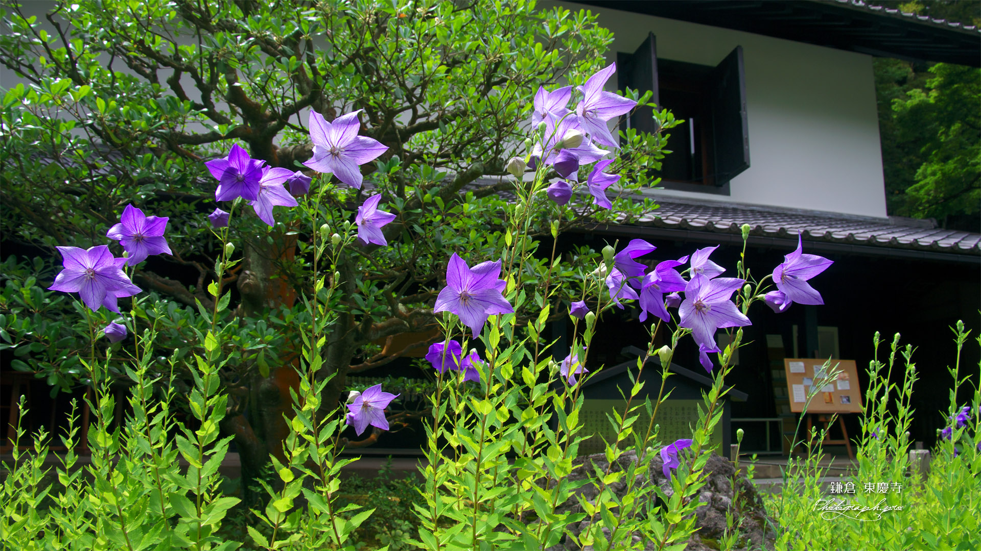 東慶寺 キキョウと松ヶ岡宝蔵
