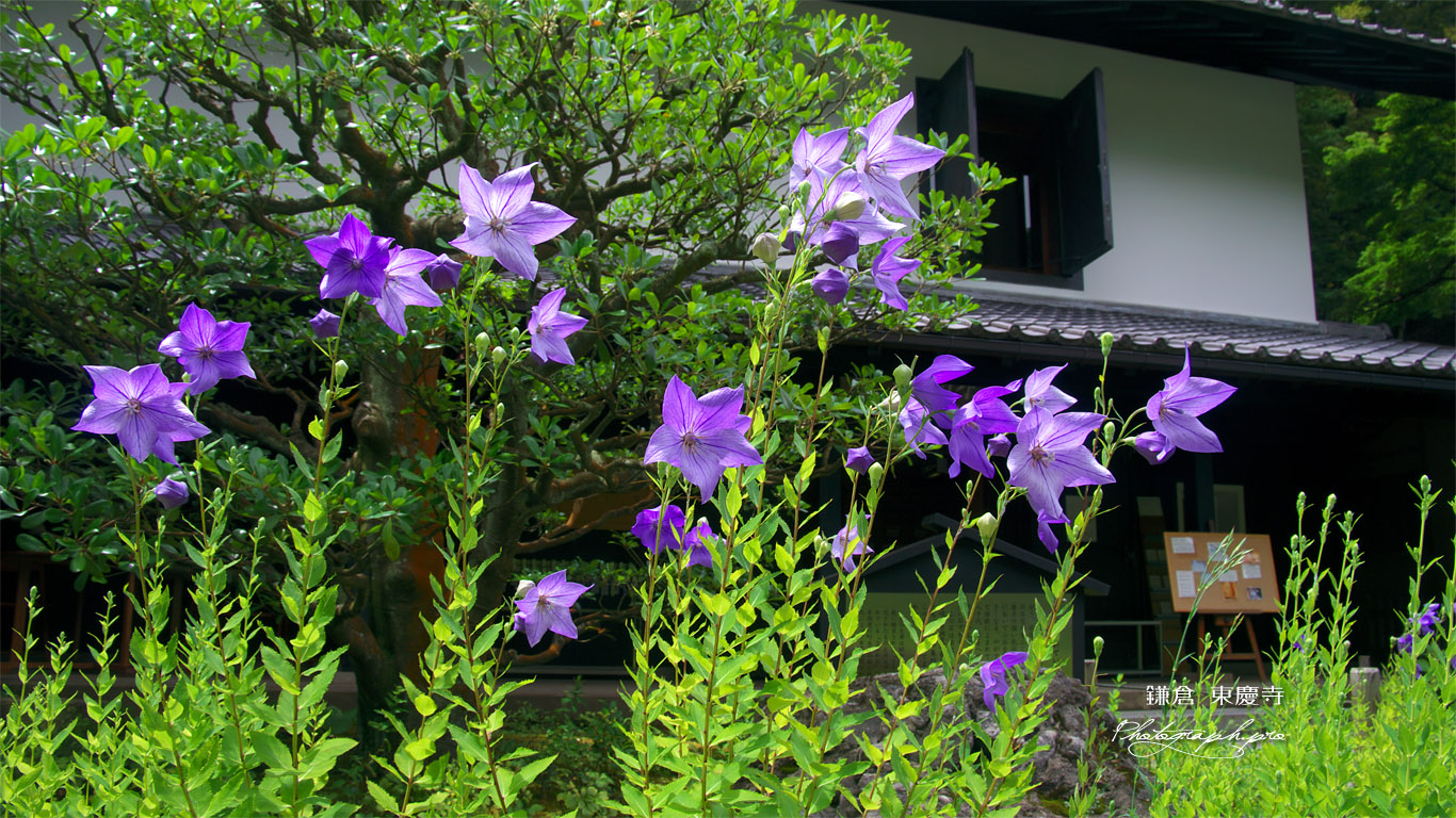 東慶寺 キキョウと松ヶ岡宝蔵 壁紙