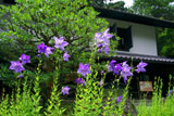 東慶寺 キキョウと松ヶ岡宝蔵