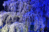 水中のしだれ桜ライトアップ