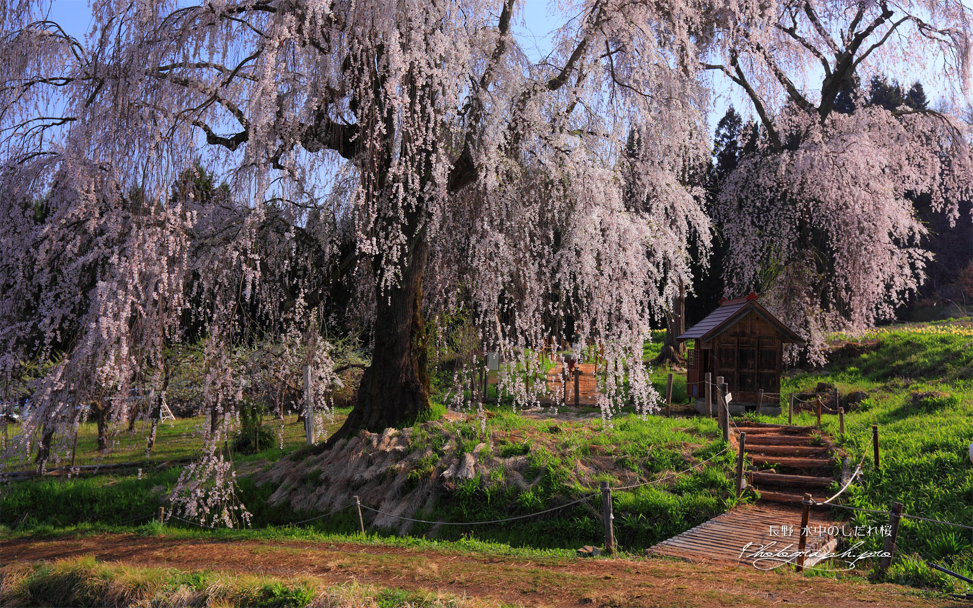 水中のしだれ桜と祠堂