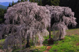高台から水中のしだれ桜