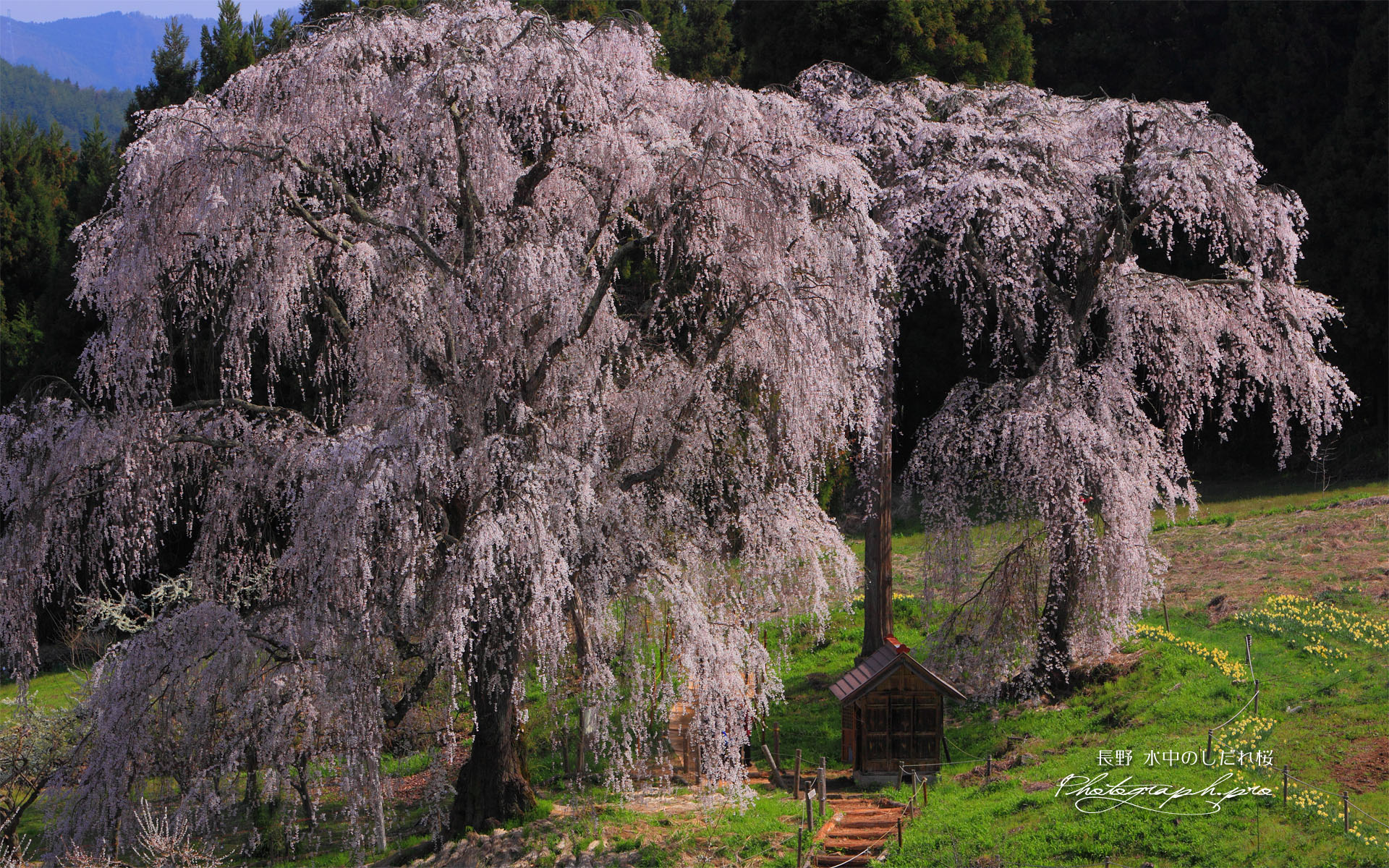 高台から水中のしだれ桜