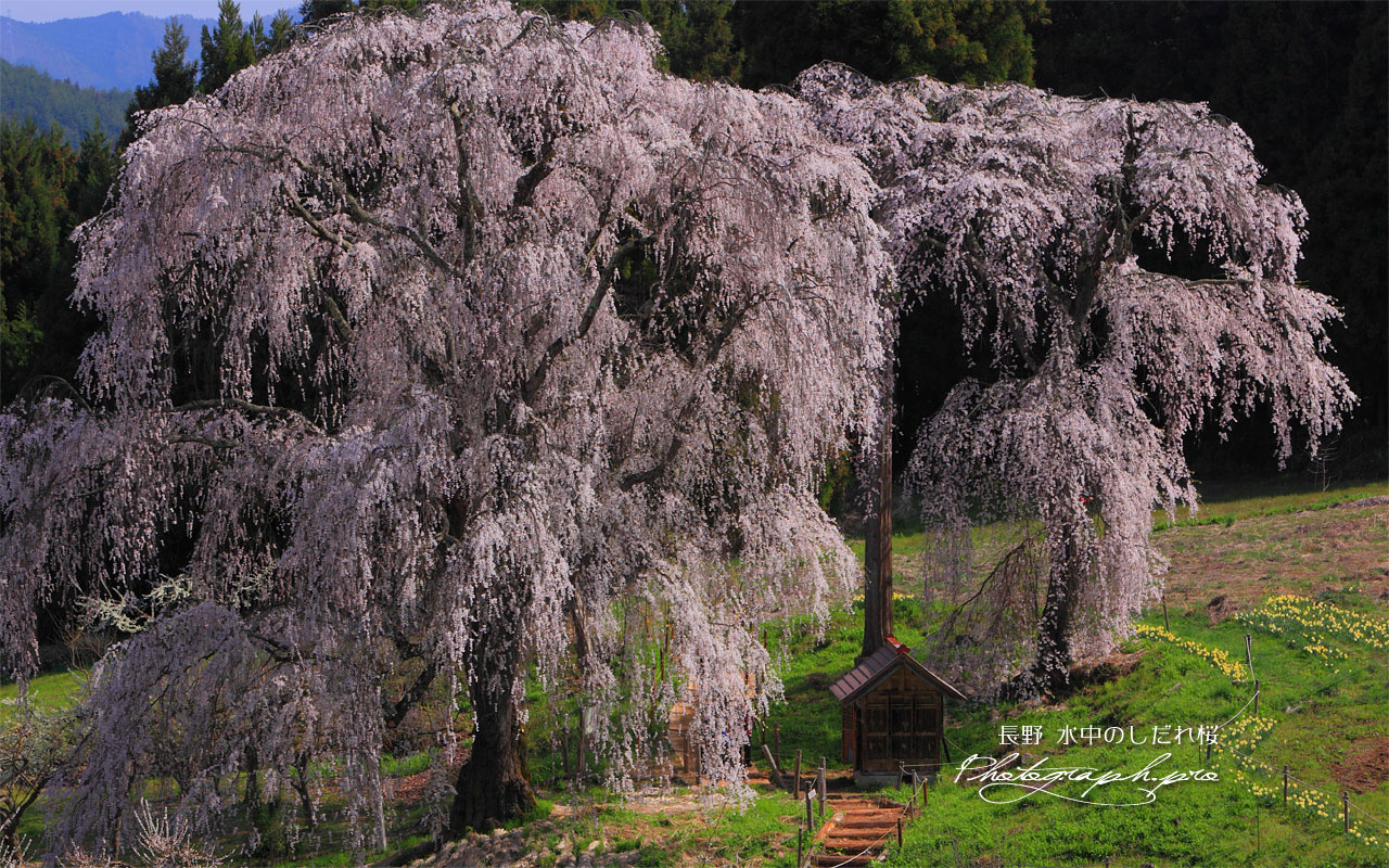 高台から水中のしだれ桜 壁紙