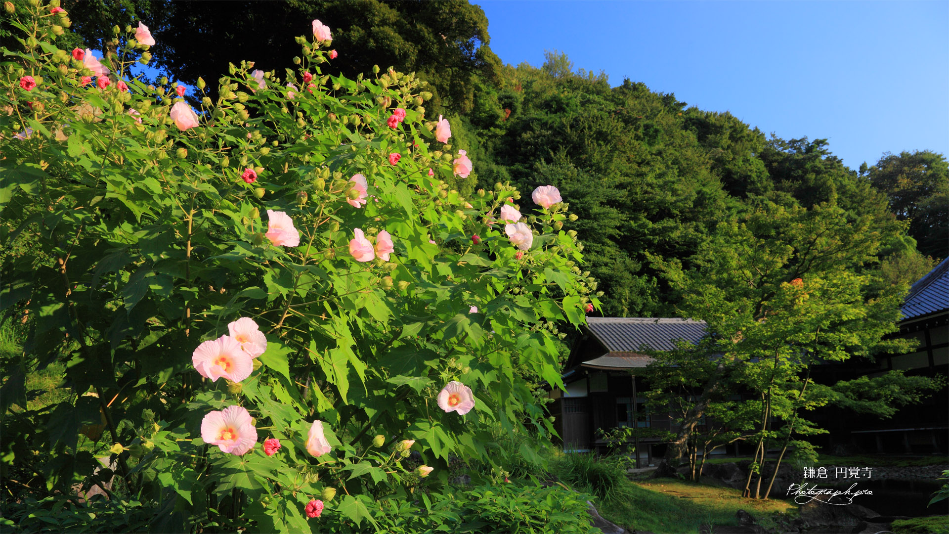 フヨウと円覚寺書院