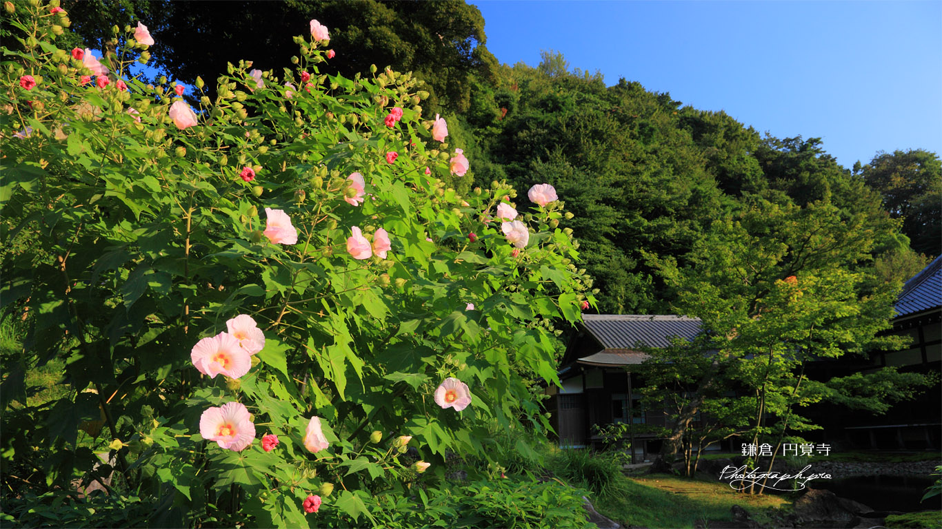 フヨウと円覚寺書院 壁紙