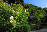フヨウと円覚寺書院