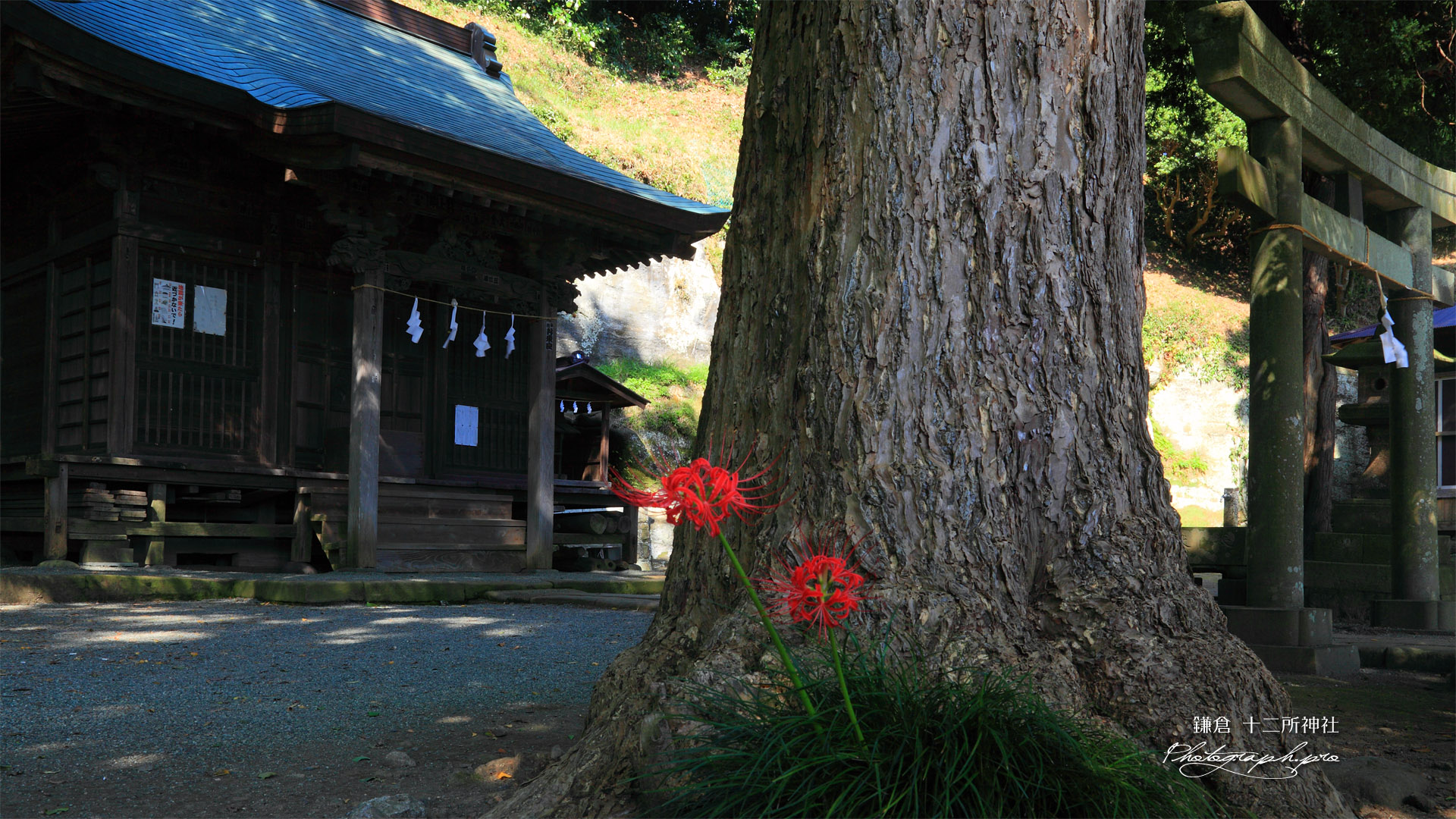 鎌倉十二所神社のヒガンバナ